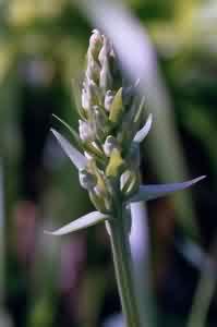 Greater Butterfly-orchid bud