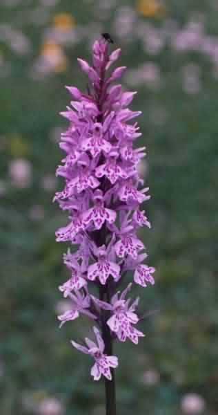 Common Spotted Orchid with insect