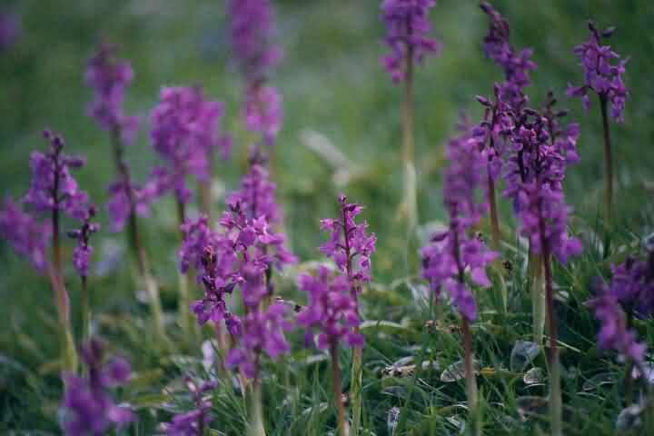 Early Purple Orchids at The Peak