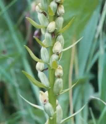 Frog orchid close up
