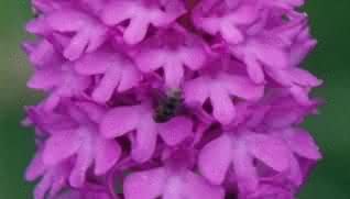 Bee visiting Pyramidal Orchid