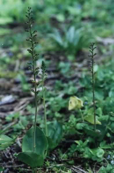 Common Twayblade Orchids at The Peak